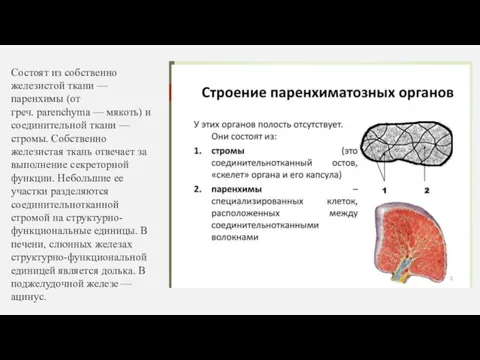 Состоят из собственно железистой ткани — паренхимы (от греч. parenchyma — мякоть)