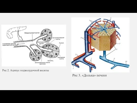 Рис 2. Ацинус поджелудочной железы Рис 3. «Долька» печени