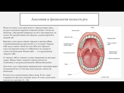 Анатомия и физиология полости рта Пища поступает в ротовую полость через ротовую