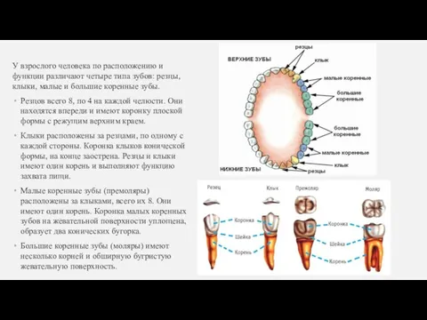 У взрослого человека по расположению и функции различают четыре типа зубов: резцы,