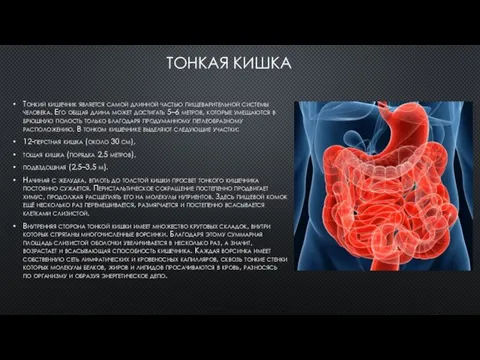 ТОНКАЯ КИШКА Тонкий кишечник является самой длинной частью пищеварительной системы человека. Его