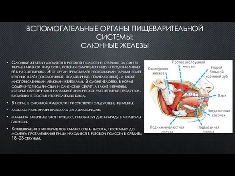 ВСПОМОГАТЕЛЬНЫЕ ОРГАНЫ ПИЩЕВАРИТЕЛЬНОЙ СИСТЕМЫ: СЛЮННЫЕ ЖЕЛЕЗЫ Слюнные железы находятся в ротовой полости