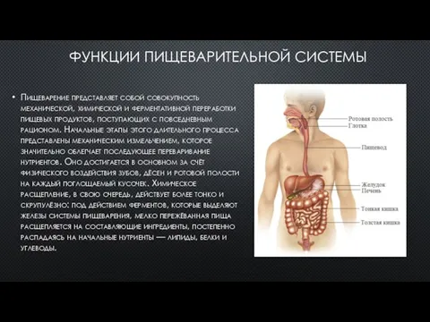 ФУНКЦИИ ПИЩЕВАРИТЕЛЬНОЙ СИСТЕМЫ Пищеварение представляет собой совокупность механической, химической и ферментативной переработки