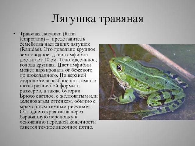 Лягушка травяная Травяная лягушка (Rana temporaria) – представитель семейства настоящих лягушек (Ranidae).