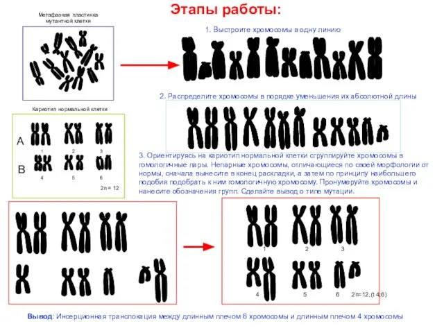 Этапы работы: 1. Выстроите хромосомы в одну линию 2. Распределите хромосомы в