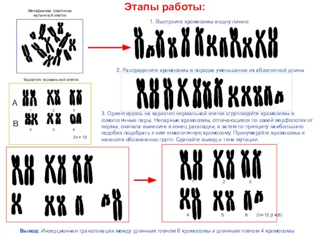 Этапы работы: 1. Выстроите хромосомы в одну линию 2. Распределите хромосомы в