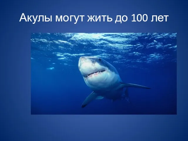 Акулы могут жить до 100 лет