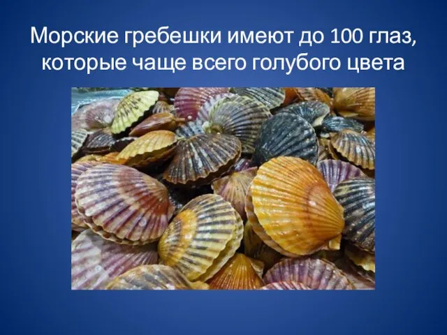 Морские гребешки имеют до 100 глаз, которые чаще всего голубого цвета