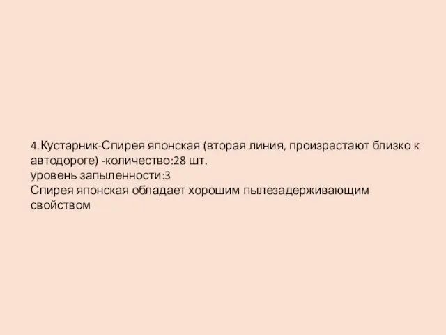 4.Кустарник-Спирея японская (вторая линия, произрастают близко к автодороге) -количество:28 шт. уровень запыленности:3