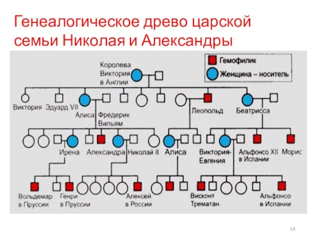 Генеалогическое древо царской семьи Николая и Александры Романовых