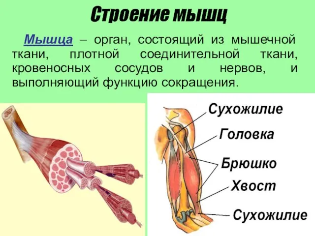 Строение мышц Мышца – орган, состоящий из мышечной ткани, плотной соединительной ткани,