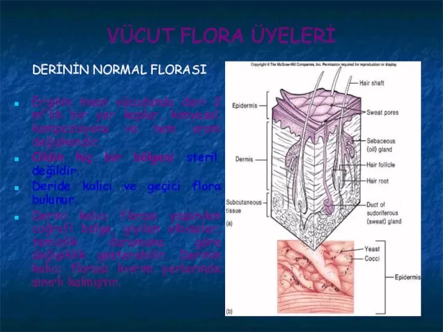 VÜCUT FLORA ÜYELERİ DERİNİN NORMAL FLORASI Erişkin insan vücudunda deri 2 m2’lik