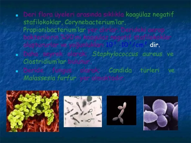 Deri flora üyeleri arasında sıklıkla koagülaz negatif stafilokoklar, Corynebacterium’lar, Propionibacterium’lar yer alırlar.