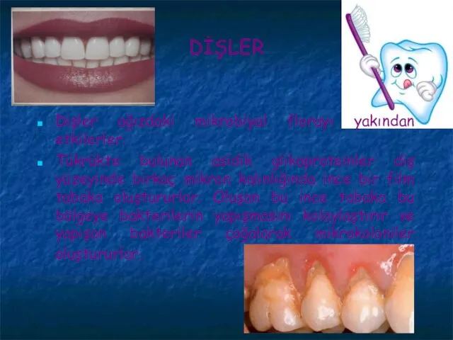 DİŞLER Dişler ağızdaki mikrobiyal florayı yakından etkilerler. Tükrükte bulunan asidik glikoproteinler diş