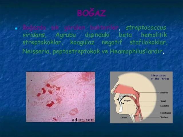 BOĞAZ Boğazda sık görülen bakteriler, streptococcus viridans, Agrubu dışındaki beta hemolitik streptokoklar,