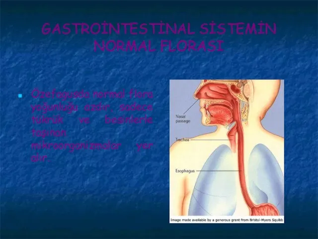 GASTROİNTESTİNAL SİSTEMİN NORMAL FLORASI Özefagusda normal flora yoğunluğu azdır, sadece tükrük ve