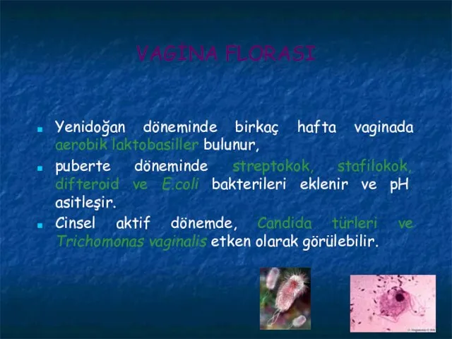 VAGİNA FLORASI Yenidoğan döneminde birkaç hafta vaginada aerobik laktobasiller bulunur, puberte döneminde