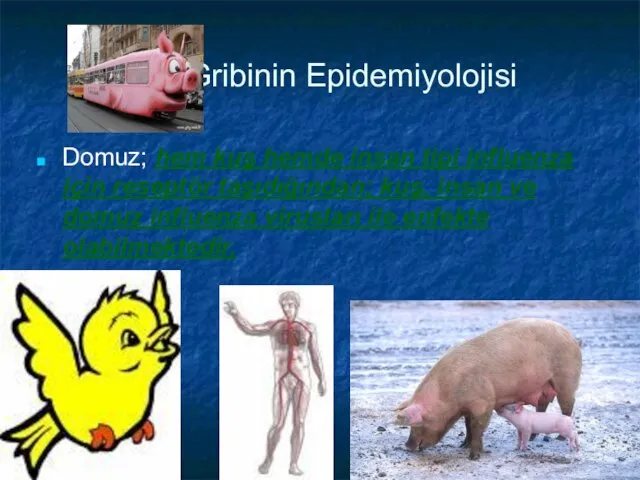 Gribinin Epidemiyolojisi Domuz; hem kuş hemde insan tipi influenza için reseptör taşıdığından;