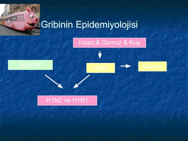 Gribinin Epidemiyolojisi İnsan & Domuz & Kuş H3N2 Domuz Hsw1N1 H1N2 ve H1N1