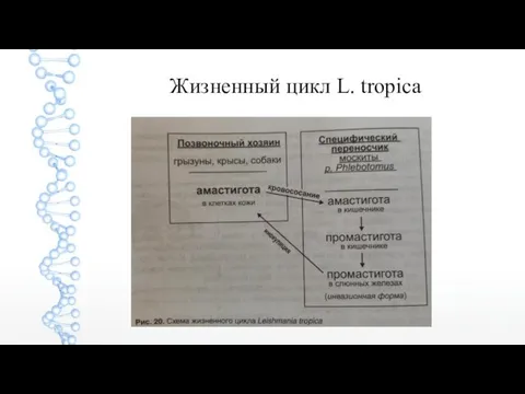 Жизненный цикл L. tropica