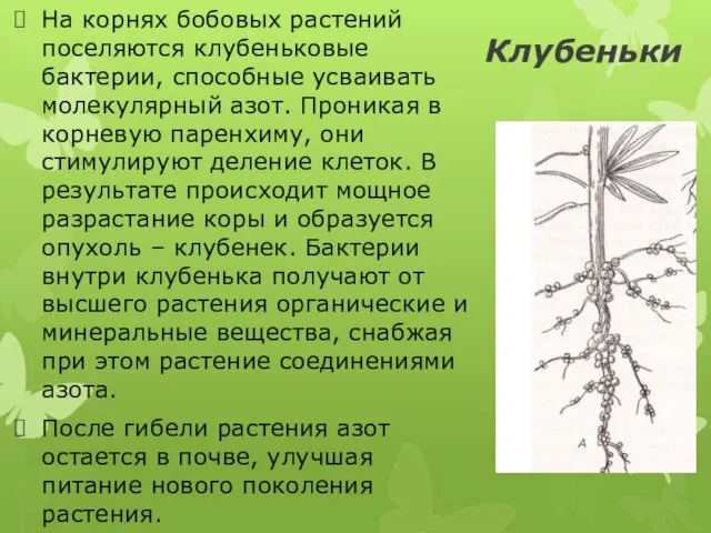 Клубеньки На корнях бобовых растений поселяются клубеньковые бактерии, способные усваивать молекулярный азот.