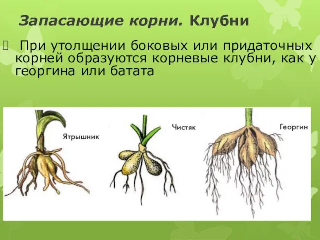Запасающие корни. Клубни При утолщении боковых или придаточных корней образуются корневые клубни,