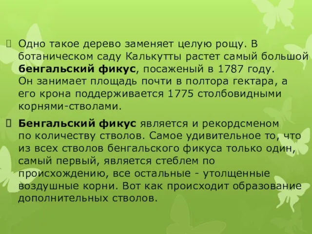 Одно такое дерево заменяет целую рощу. В ботаническом саду Калькутты растет самый