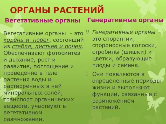 ОРГАНЫ РАСТЕНИЙ Вегетативные органы Вегетативные органы - это корень и побег, состоящий