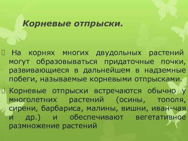 Корневые отпрыски. На корнях многих двудольных растений могут образовываться придаточные почки, развивающиеся