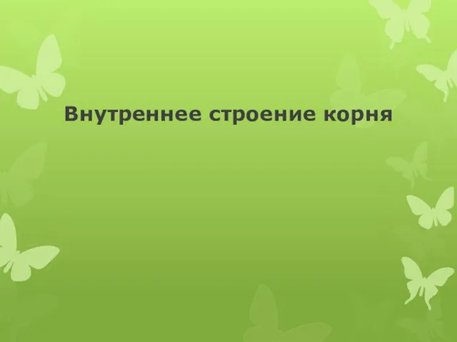 Внутреннее строение корня