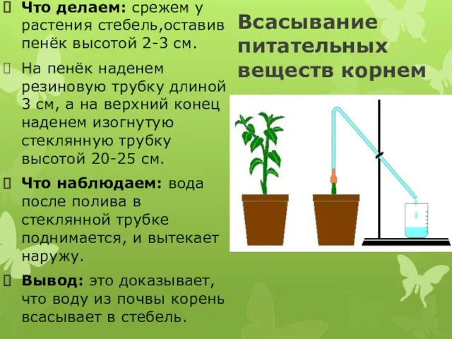 Всасывание питательных веществ корнем Что делаем: срежем у растения стебель,оставив пенёк высотой