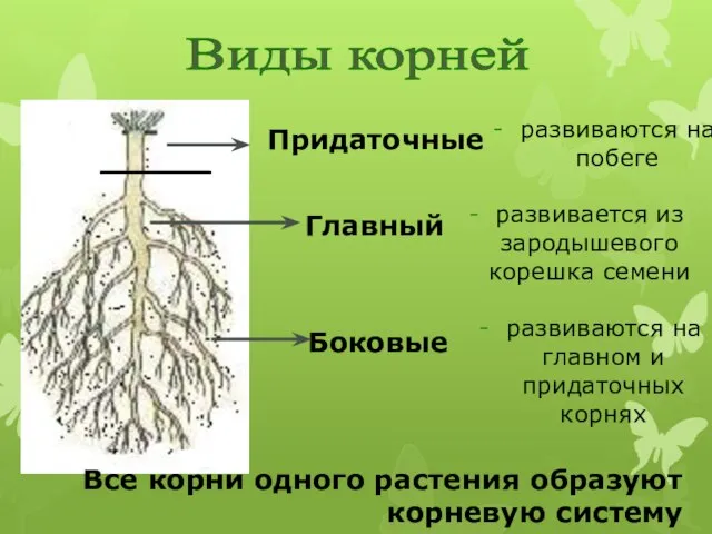 Главный - развивается из зародышевого корешка семени Боковые - развиваются на главном