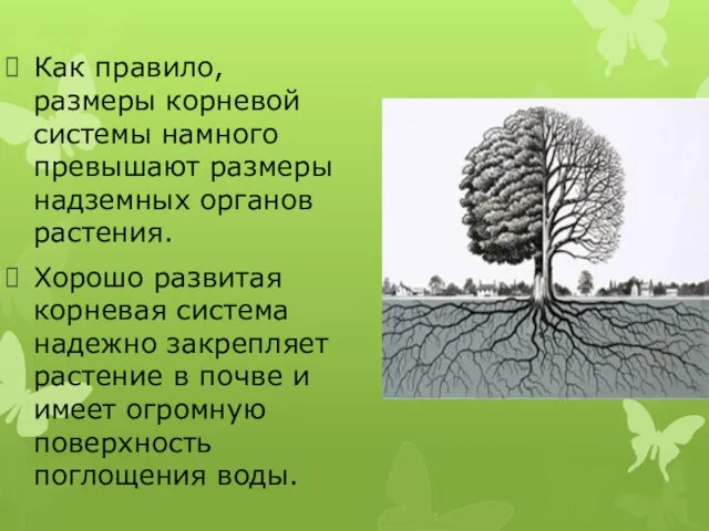 Как правило, размеры корневой системы намного превышают размеры надземных органов растения. Хорошо