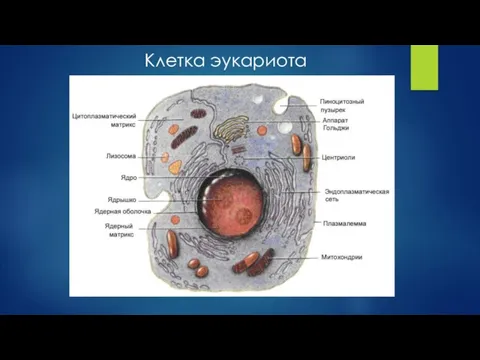 Клетка эукариота