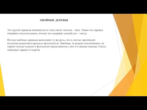 ХВОЙНЫЕ ДЕРЕВЬЯ Эта группа деревьев называется по типу своих листьев – хвое.