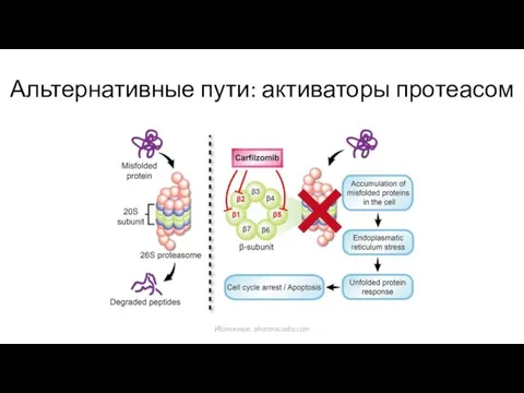 Альтернативные пути: активаторы протеасом Источник: pharmacodia.com