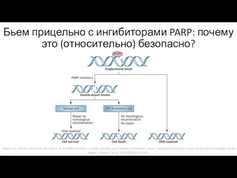 Бьем прицельно с ингибиторами PARP: почему это (относительно) безопасно? Liposits G, Loh