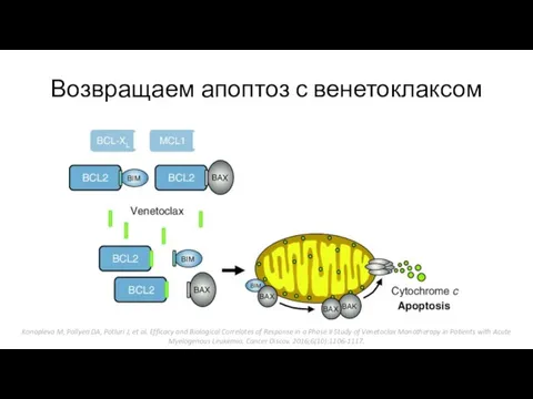 Возвращаем апоптоз с венетоклаксом Konopleva M, Pollyea DA, Potluri J, et al.