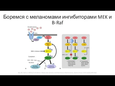 Боремся с меланомами ингибиторами MEK и B-Raf Wu PK, Park JI. MEK1/2