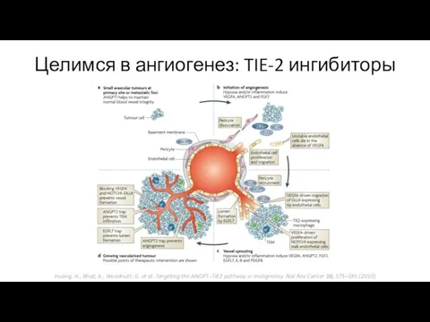 Целимся в ангиогенез: TIE-2 ингибиторы Huang, H., Bhat, A., Woodnutt, G. et