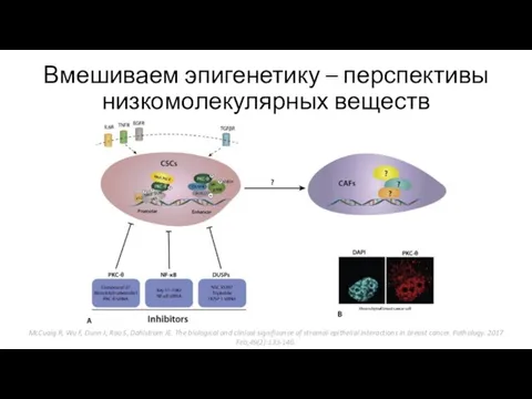 Вмешиваем эпигенетику – перспективы низкомолекулярных веществ McCuaig R, Wu F, Dunn J,