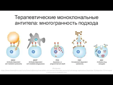 Терапевтические моноклональные антитела: многогранность подхода Источник: https://www.thermofisher.com/ru/ru/home/references/newsletters-and-journals/bioprobes-journal-of-cell-biology-applications/bioprobes-72/bioprobes-72-therapeutic-monoclonal-antibodies.html