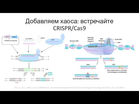 Добавляем хаоса: встречайте CRISPR/Cas9 Tian, X., Gu, T., Patel, S. et al.