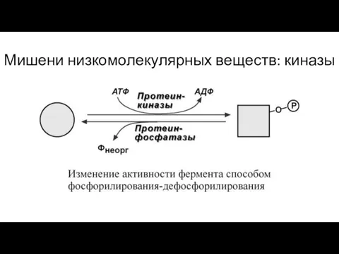 Мишени низкомолекулярных веществ: киназы