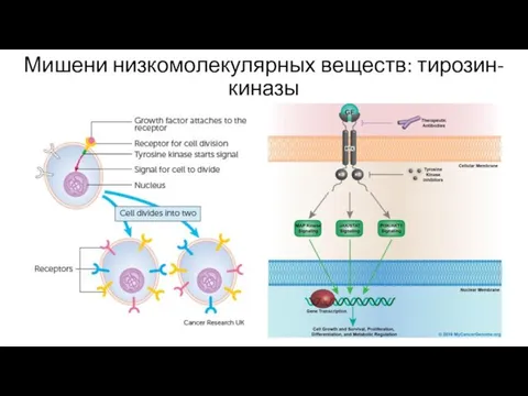 Мишени низкомолекулярных веществ: тирозин-киназы