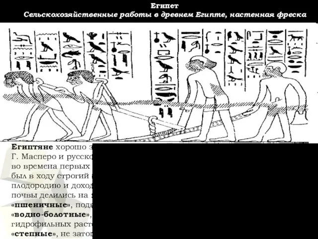 Египет Сельскохозяйственные работы в древнем Египте, настенная фреска Египтяне хорошо знали свои