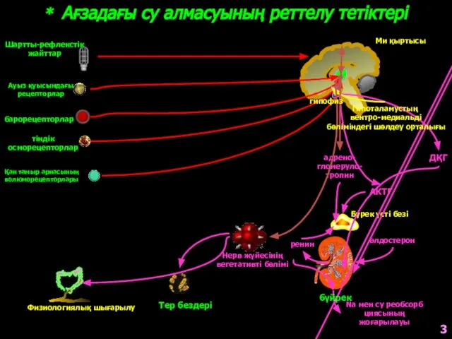 * Ағзадағы су алмасуының реттелу тетіктері Ми қыртысы Бүрек үсті безі Физиологиялық