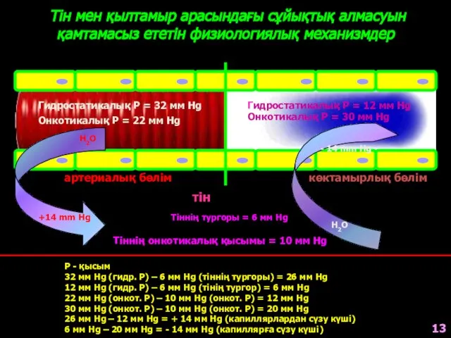 Тін мен қылтамыр арасындағы сұйықтық алмасуын қамтамасыз ететін физиологиялық механизмдер артериалық бөлім