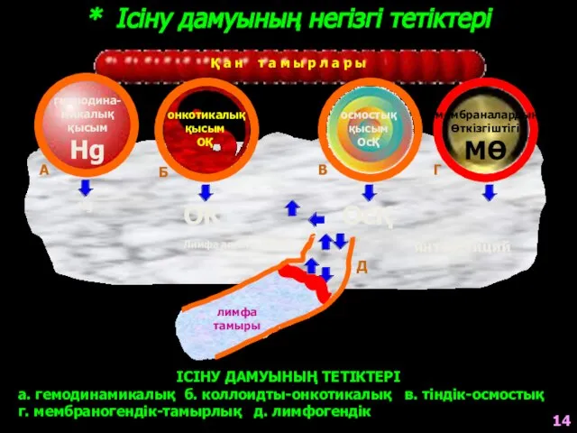 направление тока лимфы Қ а н т а м ы р л