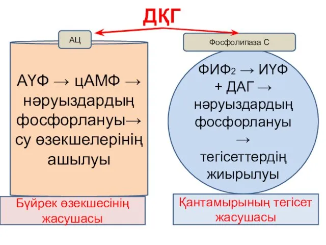 ДҚГ АҮФ → цАМФ → нәруыздардың фосфорлануы→ су өзекшелерінің ашылуы ФИФ2 →